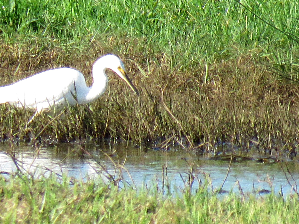 Little Egret_IMG_8888_Cropped.jpg