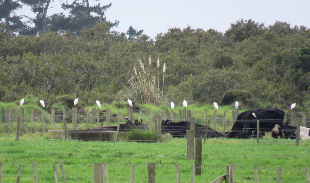 Cattle Egrets_IMG_8793_Cropped.jpg