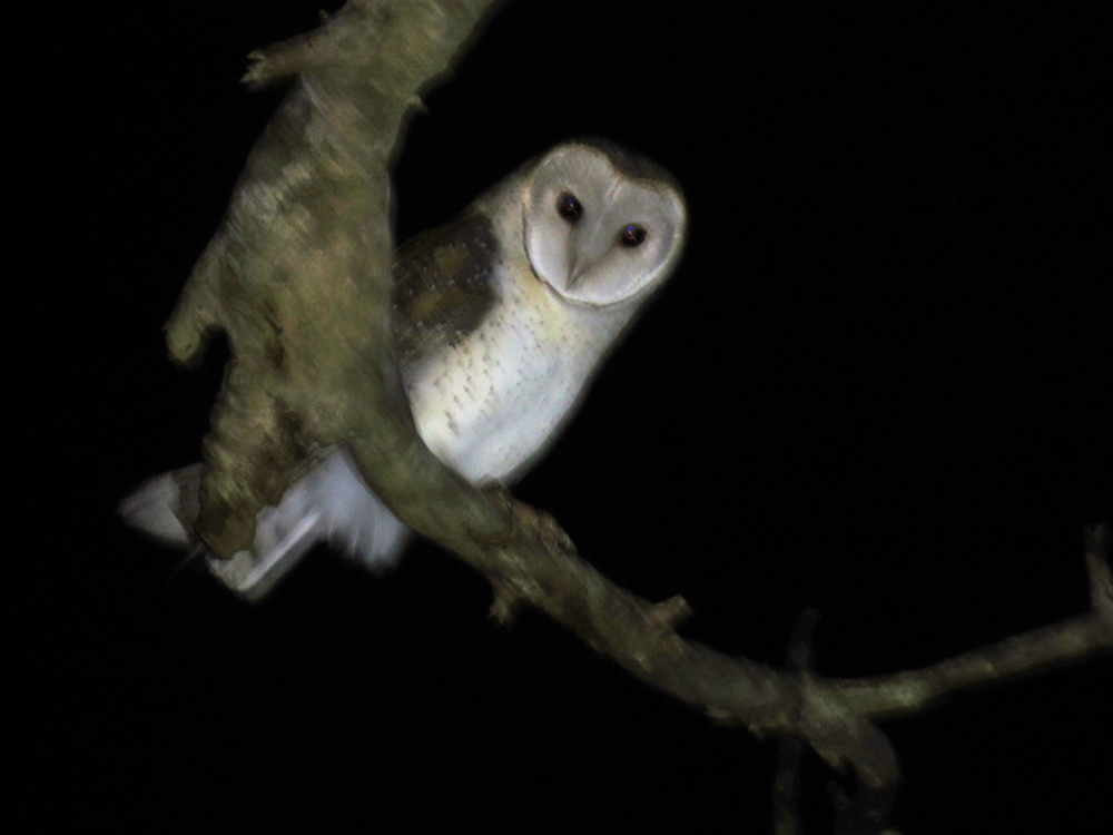 Barn Owl_IMG_8712_Lightened.jpg