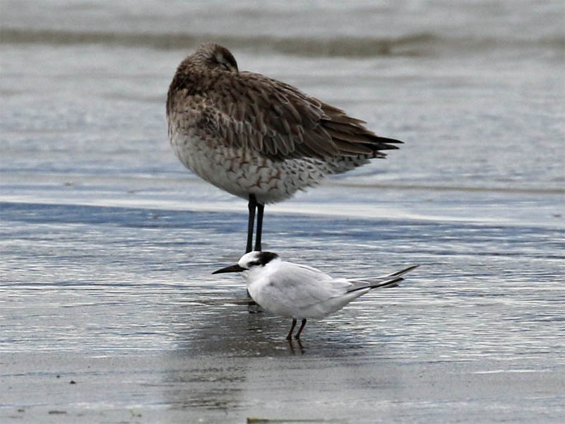 Little Tern.jpg