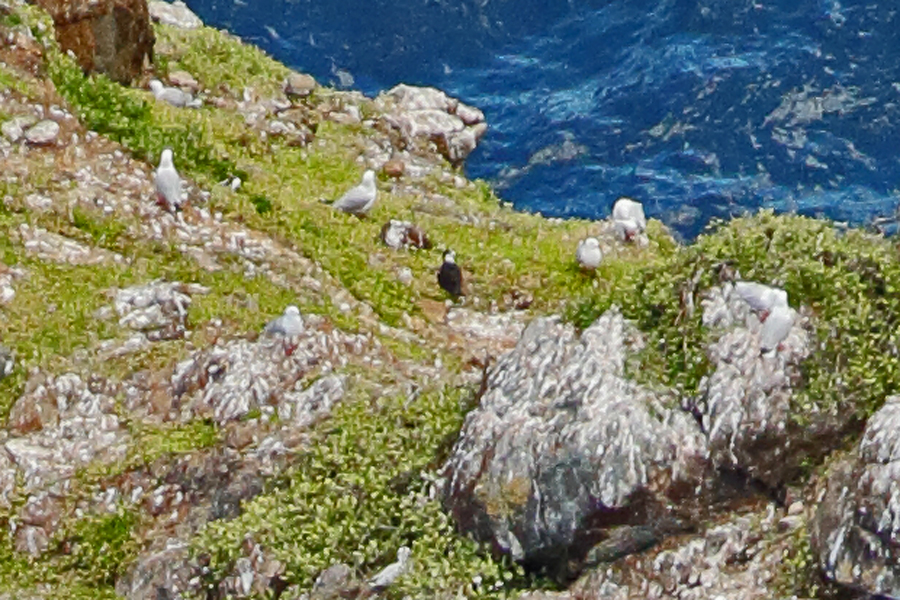 Sooty tern_D4_8032_Neil Fitzgerald.jpg