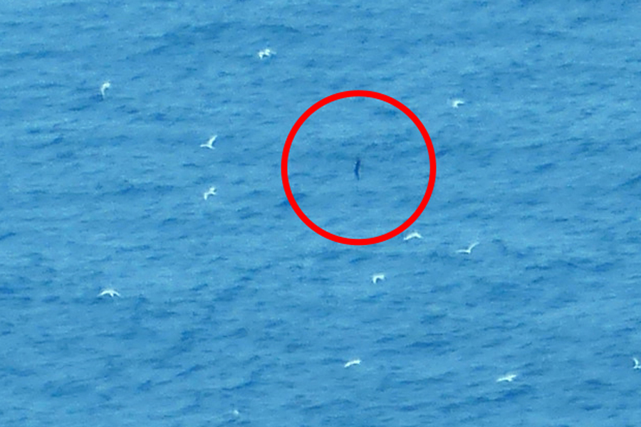 Rosemary Rock_probably sooty tern in flight_PGHF.jpg