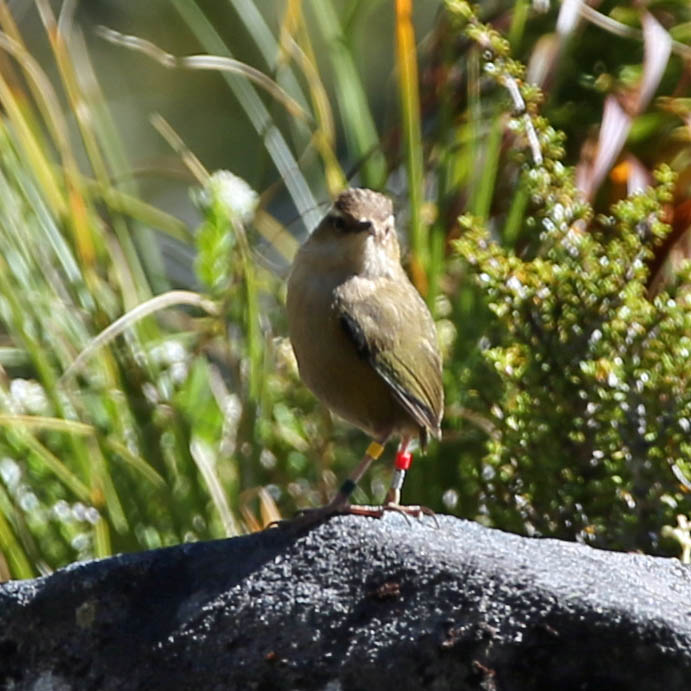 Rock Wren 2.jpg