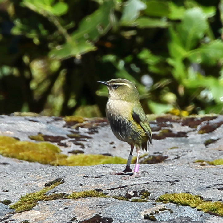 Rock Wren 1.jpg
