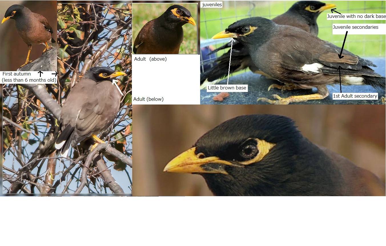 Indian myna...how to age..jpg