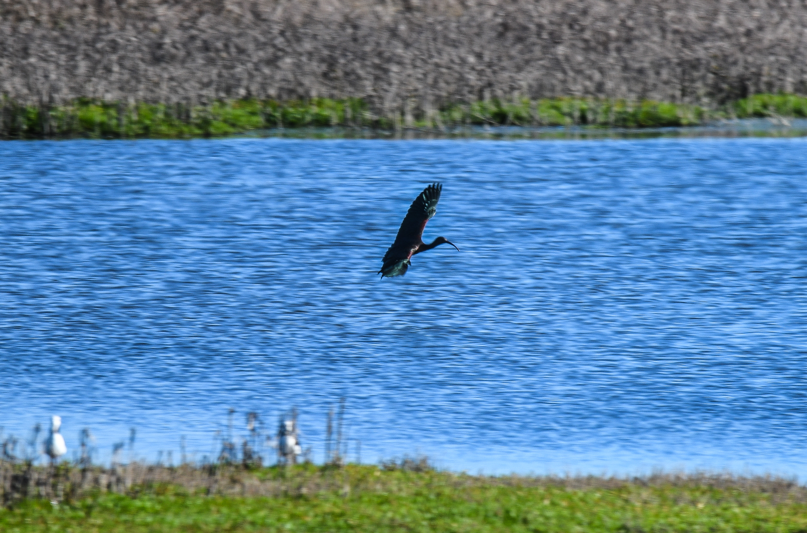 Glossy Ibis in flight.jpg