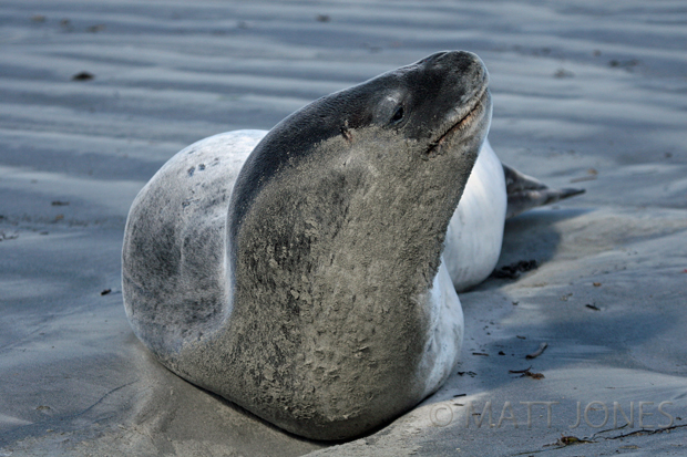 Leopard Seal on Stewart Island
