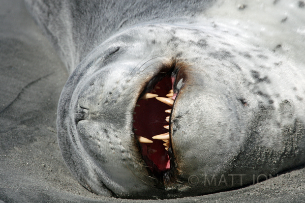 Leopard Seal on Stewart Island