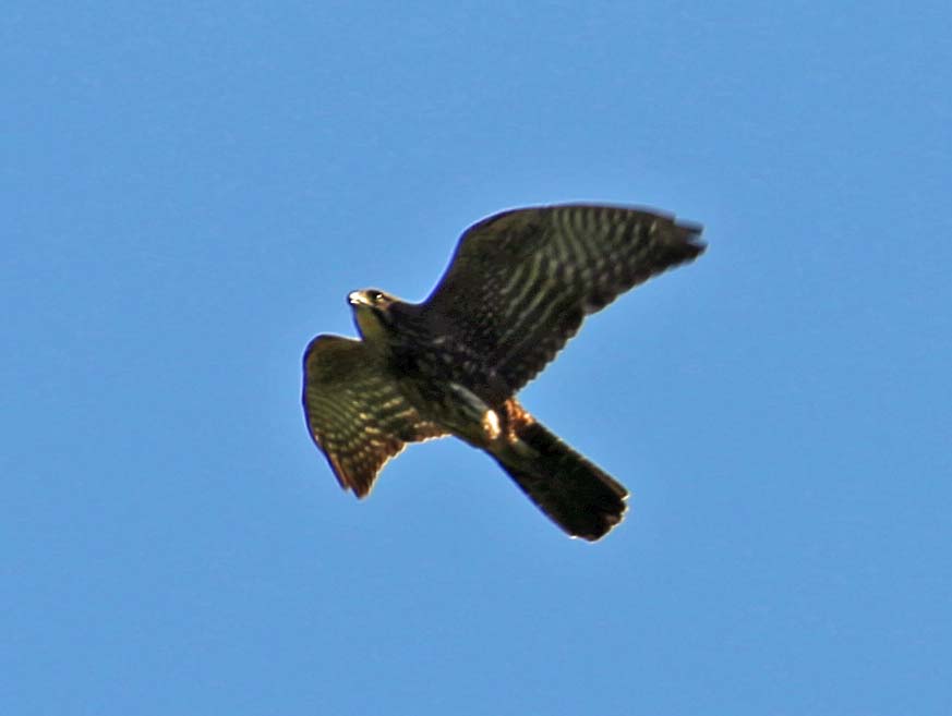 NZ Falcon.jpg