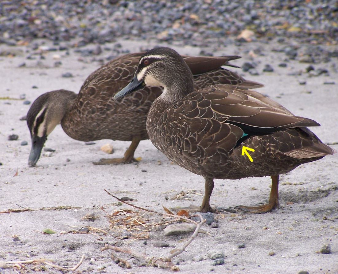 NZ Grey Duck3.JPG