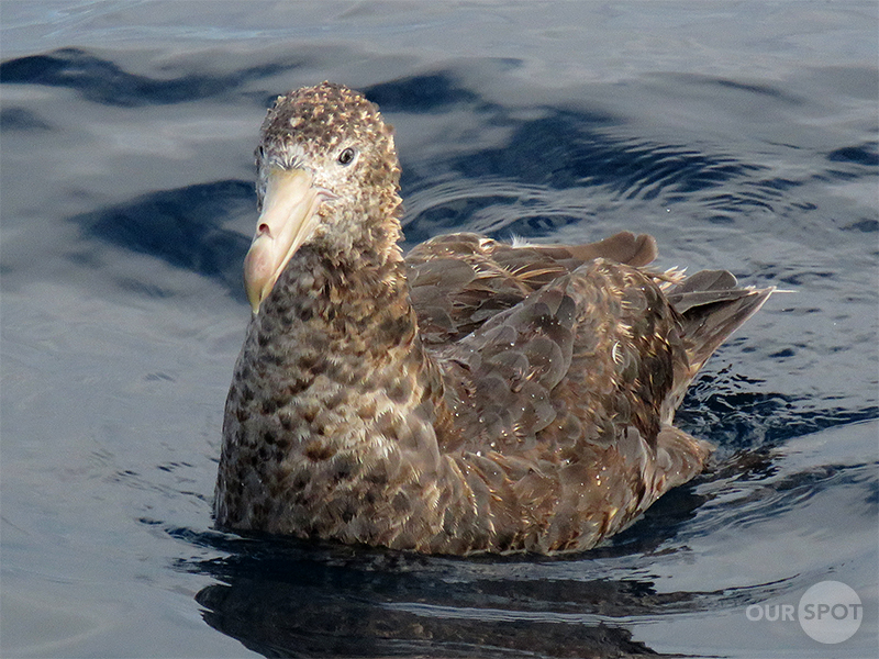Northern Giant Petrel_TPST_May19_LR_IMG_6453.jpg