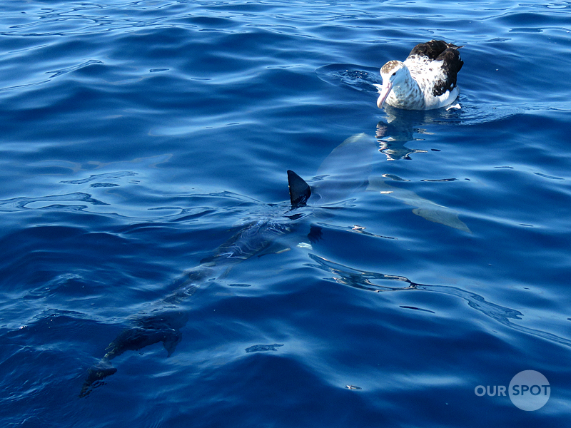 Wandering Albatross & Blue Shark_Tutukaka Pelagic_Oct18_FB_IMG_2441.jpg