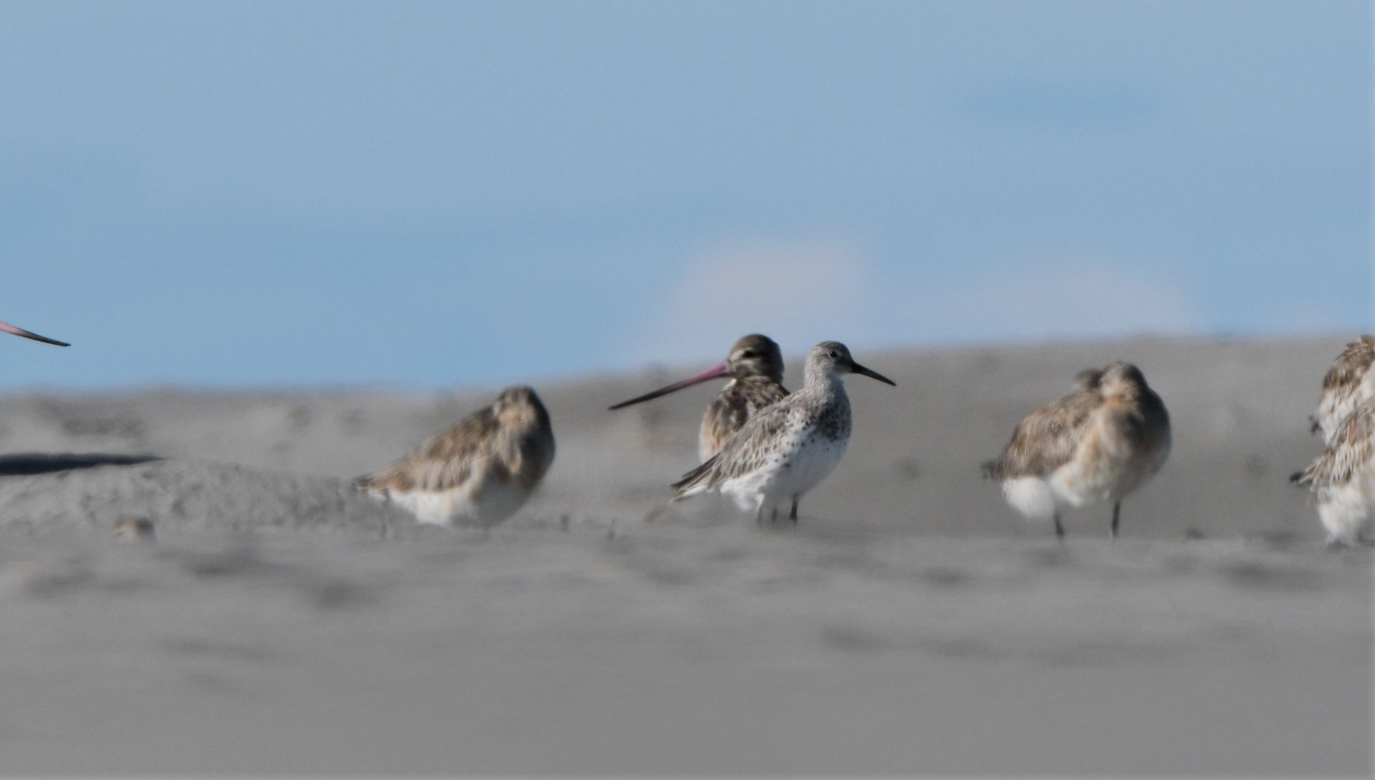 Great Knot - Farewell spit July 2019 (2).jpg