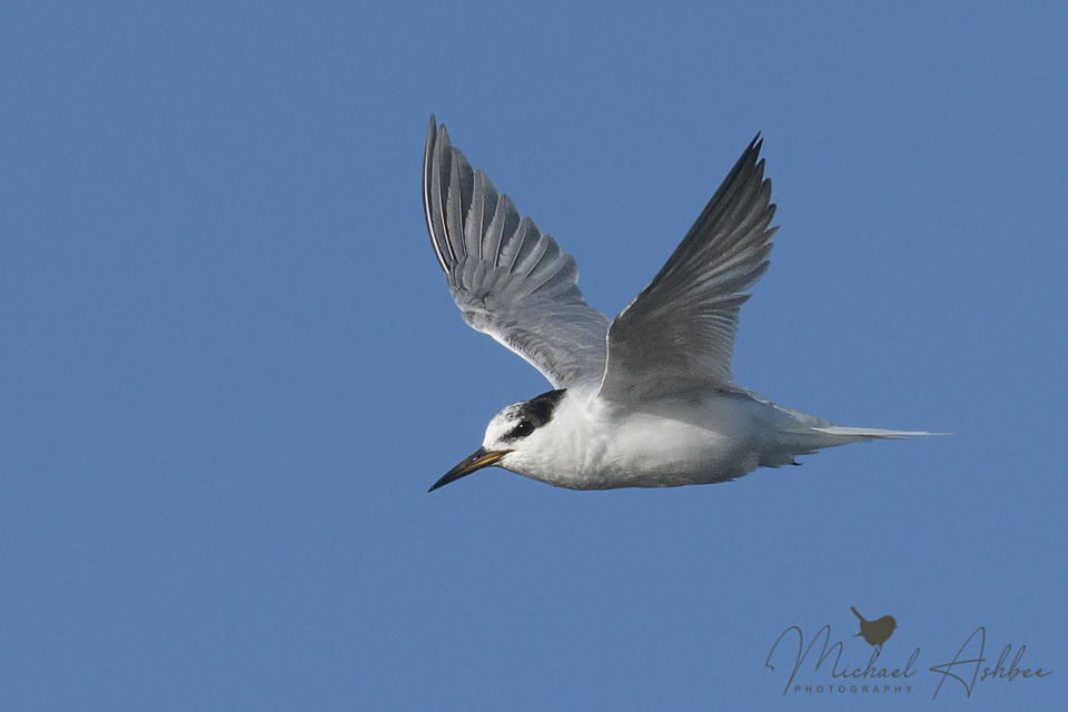 Little Tern.jpg
