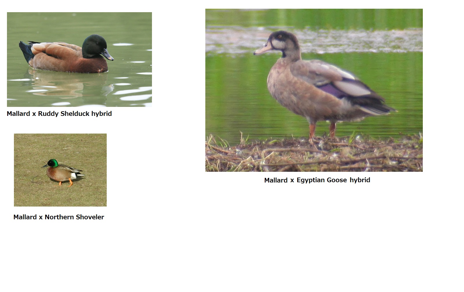 Future Hybrid ducks in New Zealand..jpg