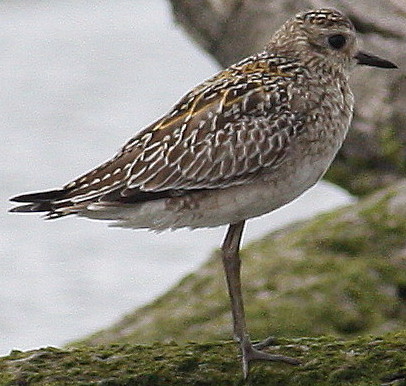 Pacific or US plover.jpg