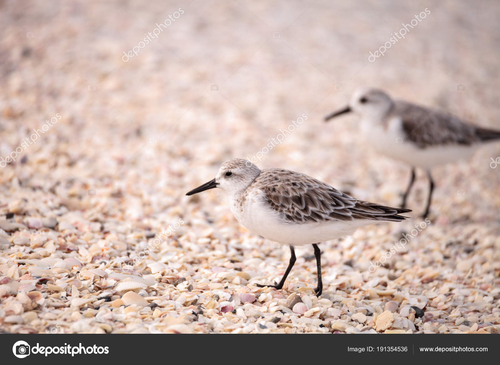 depositphotos_191354536-stock-photo-western-sandpiper-shorebirds-calidris-mauri.jpg