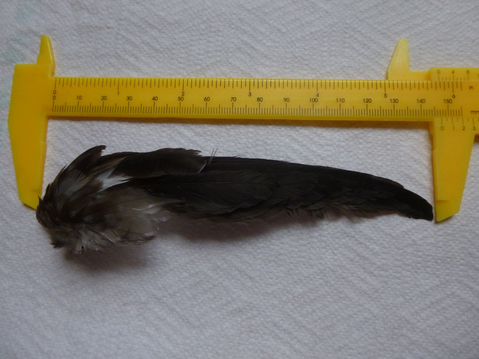 predated wing 1 (1).JPG