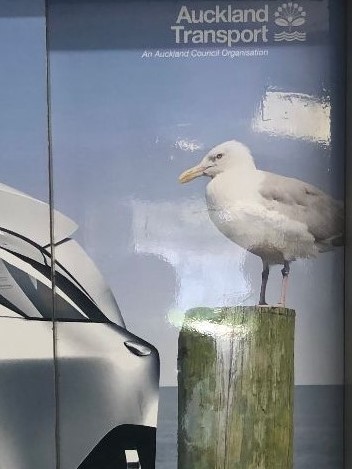 Herring Gull Auckland (2).jpg