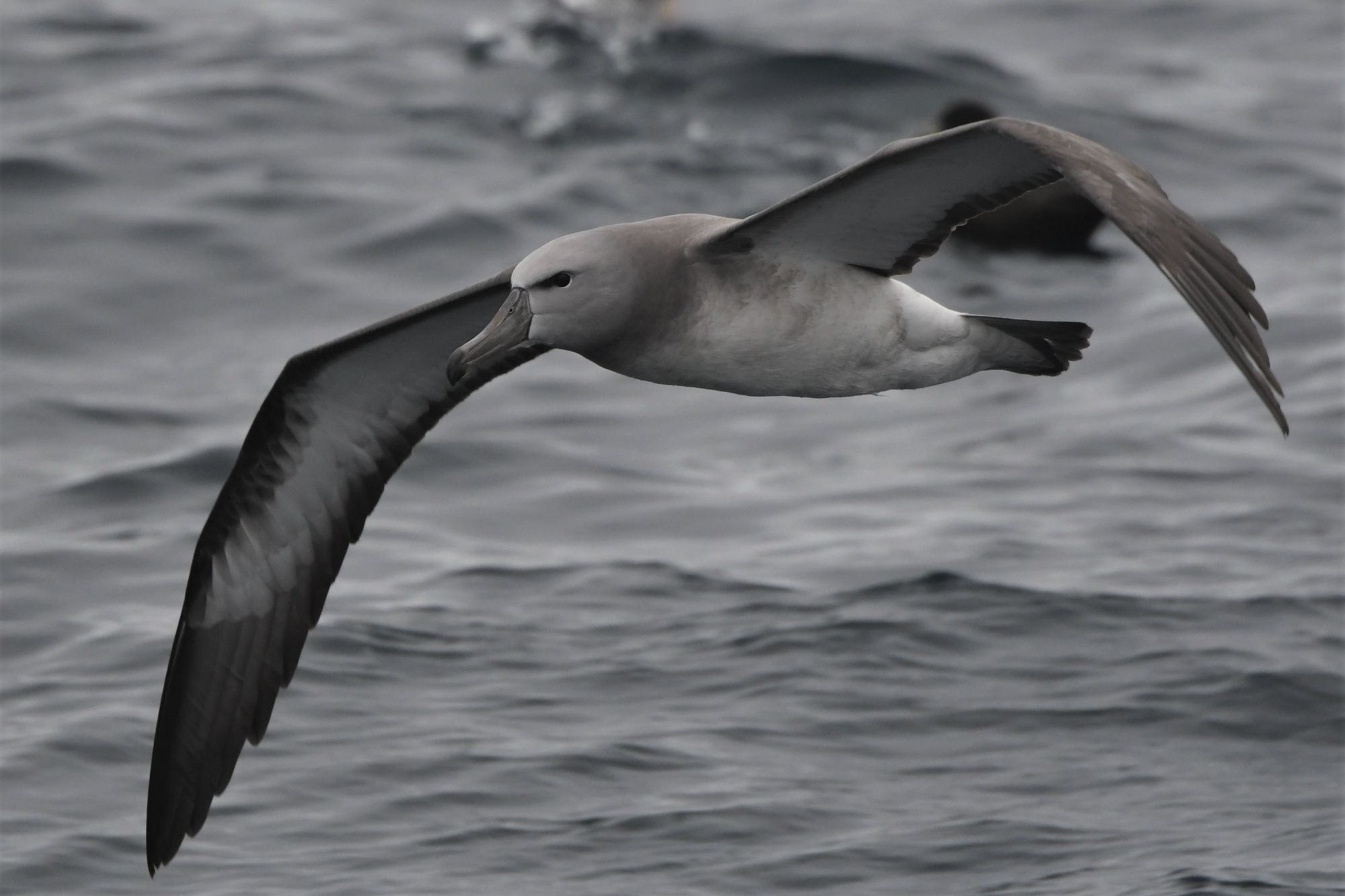 Salvin's Albatross (juv) - Stewart Is. March 2020.jpg