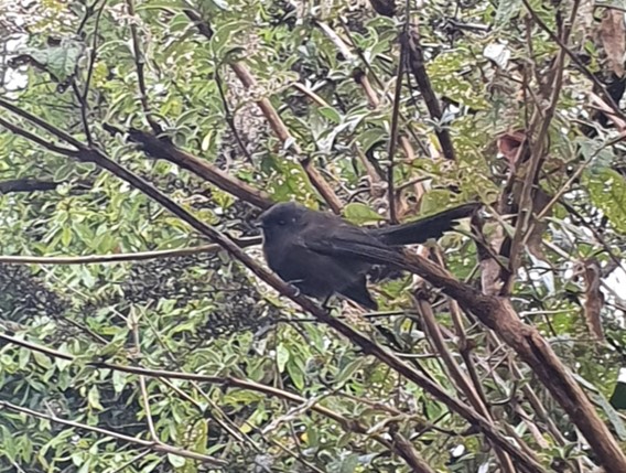 Black fantail 5 May 2020 cropped.jpg