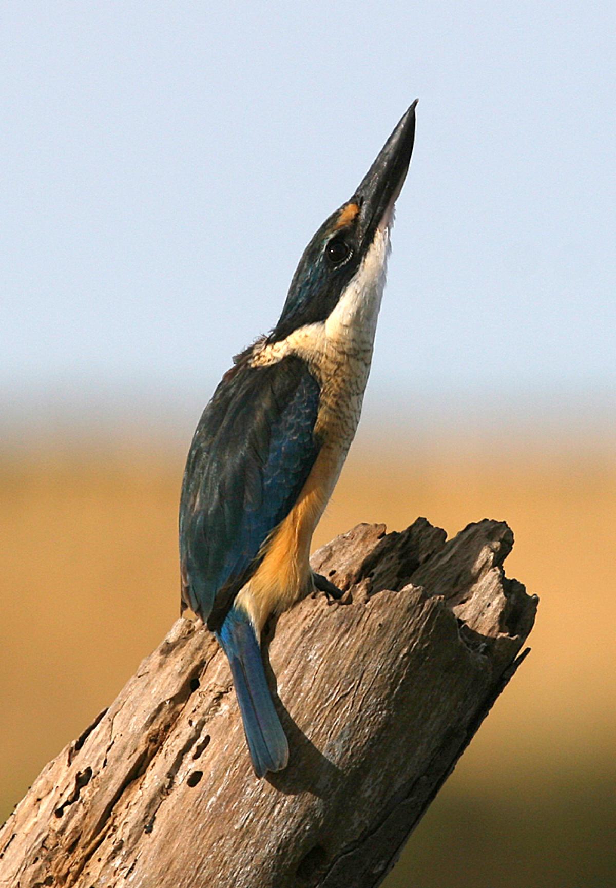 Sacred Kingfisher by Ormond Torr from NZ Birds Online.jpg