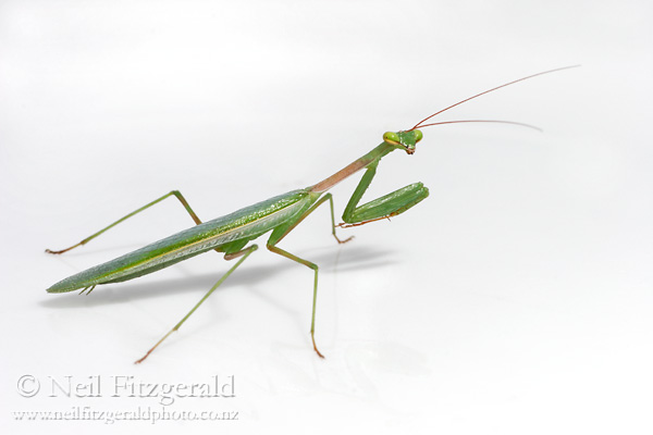 Miomantis-caffra_3491.jpg