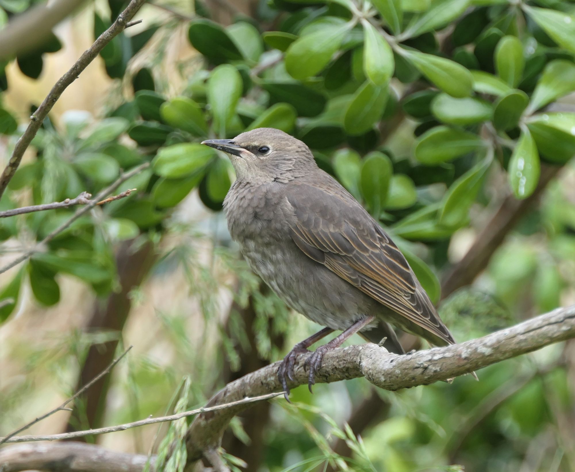 Bird at Gloucester Reserve 23 Nov 2020.JPG