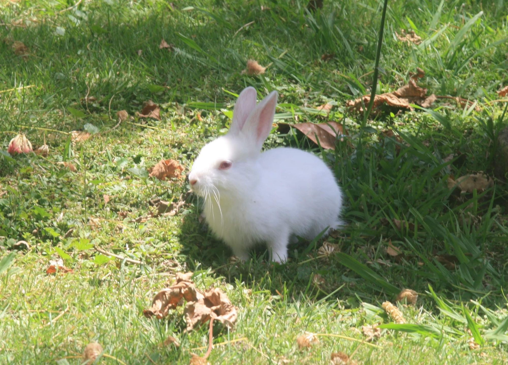 albino rabbit.jpeg
