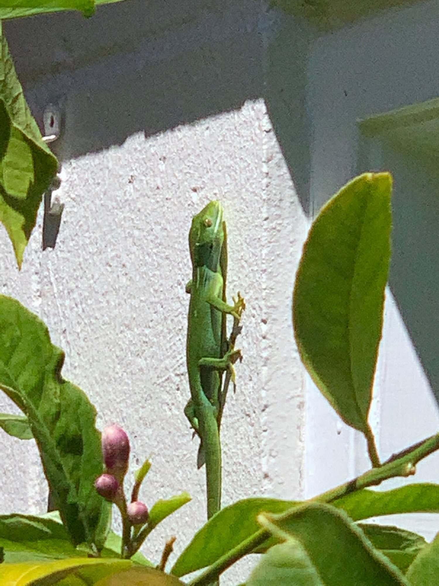 Green gecko on garage wall behind lemon tree.