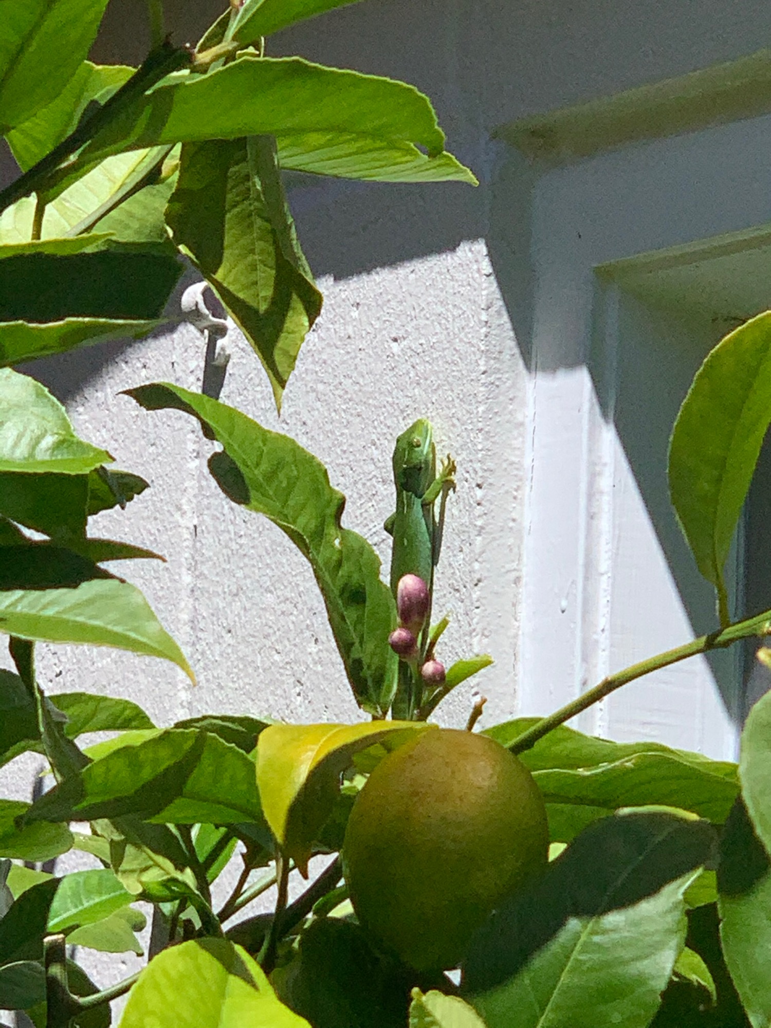 Green gecko on garage wall behind lemon tree.