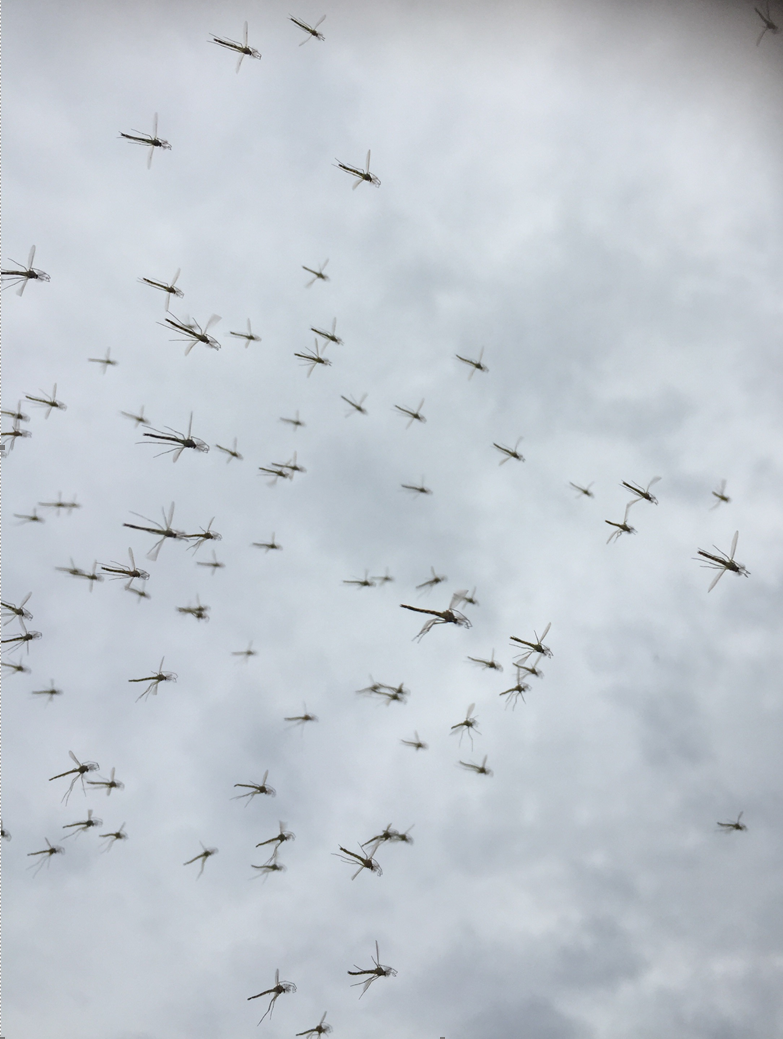midges.PNG