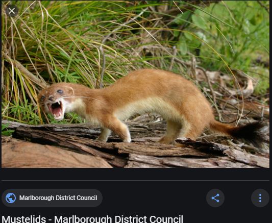 stoat.JPG