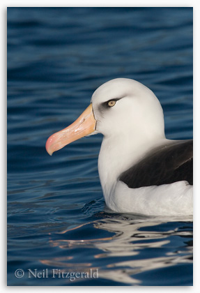 Cambell albatross